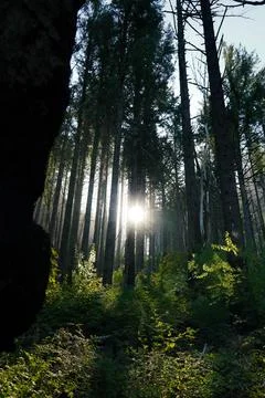 Sun shining through tall trees in a green forest Stock Photos