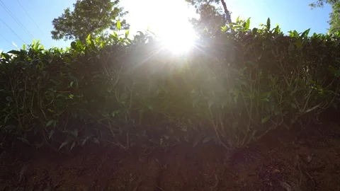 Sun Shining through Tea Bushes on Sri Lankan Farm Stock Footage 87492105