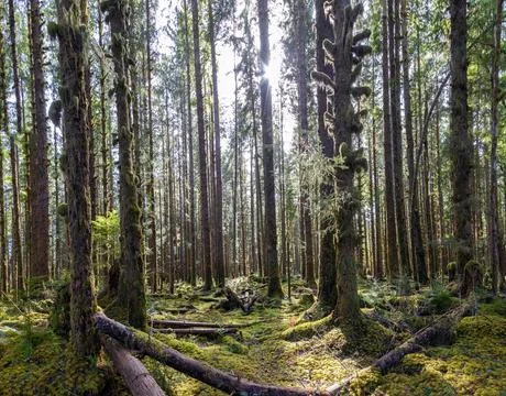 The sun shining through the temperate rainforest of the Hoh rainforest Stockfoto's