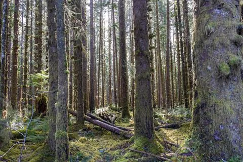 The sun shining through the temperate rainforest of the Hoh rainforest Photos