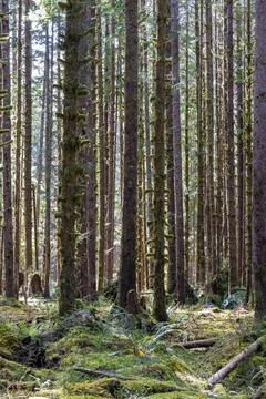 The sun shining through the temperate rainforest of the Hoh rainforest Photos
