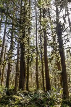 The sun shining through the temperate rainforest of the Hoh rainforest Stock Photos