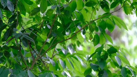 Sun shining through tender green leaves Video stock 108759537