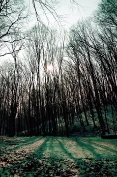 Sun shining through thick branches Stock Photos