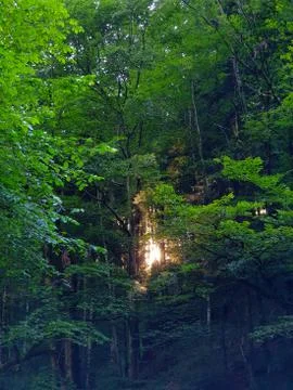 Sun shining through thick forest Stock Photos