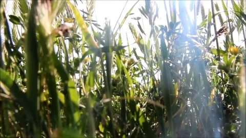 Sun shining through the thick grass stalks Stock Footage 77675526