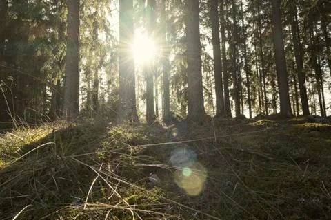 Sun shining through thick pine forest Stock Photos