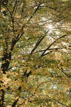 Sun shining through tree backlighting autumn leaves. colorful fall leaves Stock Photos