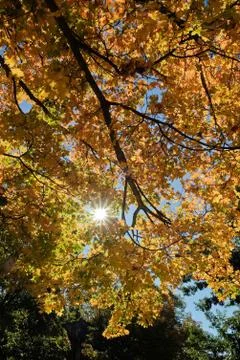 Sun shining through tree backlighting autumn leaves. colorful fall leaves Stock Photos