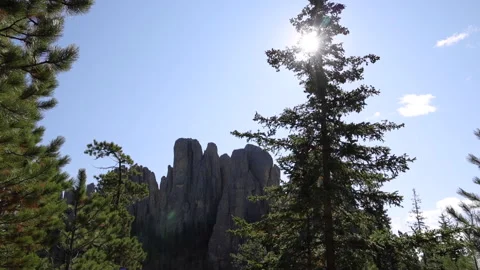 Sun Shining Through Tree In Black Hills Mountains Stock-Footage 145823653