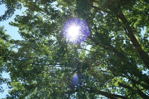 Sun shining through tree Bokeh 库存照片
