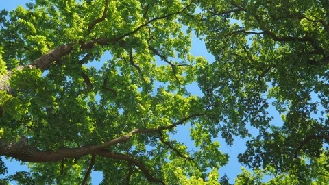 Sun shining through tree branches and green leaves. Stock Footage 76847027