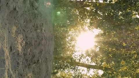 Sun shining through tree branches on sandy beach Stock Footage 91149634