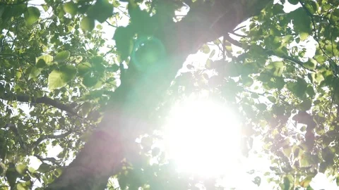 Sun shining through tree branches with lens flare in summer, slow pan right. Stock Footage 95120481