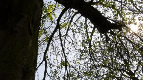 Sun shining through tree branches in spring with lens flare Stock Footage 95121317