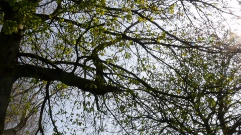 Sun shining through tree branches with lens flare in spring Stock Footage 95125169