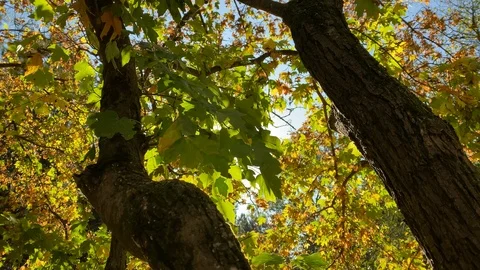 Sun shining through tree branches with yellow leaves in autumn park in morning. Stock Footage 124256730
