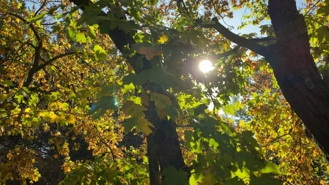 Sun shining through tree branches with yellow leaves in autumn park Stock Footage 124256743