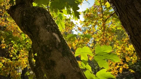 Sun shining through tree branches with yellow leaves in autumn park Stock Footage 124256843