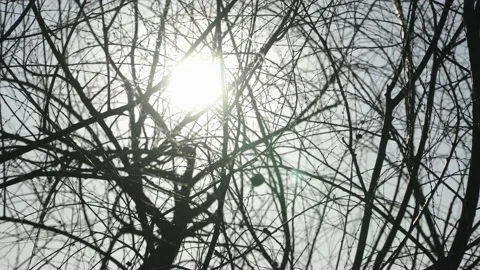 Sun shining through tree branches Stock Footage 166698753