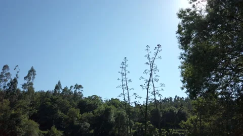 Sun shining through tree branches on banks of River in Portugal. Stock Footage 195913868