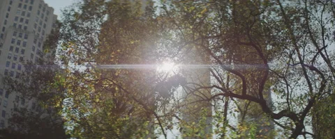 Sun Shining Through Tree Branches and Buildings in a New York City Park Stock Footage 208760376