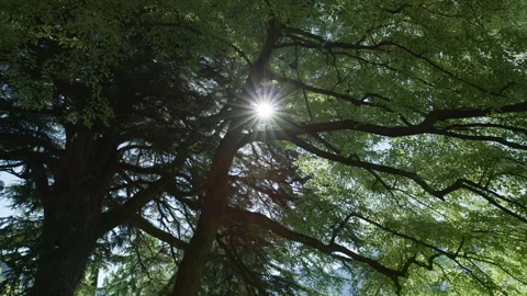 Sun shining through the tree branches at Villa Melzi Gardens, Bellagio, Italy Vídeos de archivo 251805880