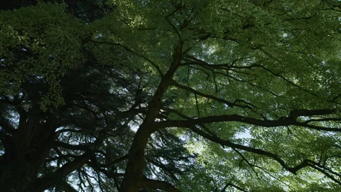 Sun shining through the tree branches, Villa Melzi Gardens, Bellagio, Italy Vídeos de archivo 251806053