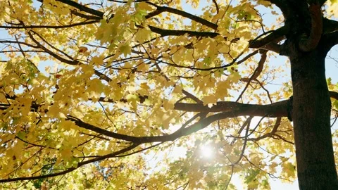 Sun shining through tree branches and yellow leaves in park during autumn season Stock Footage 256723207