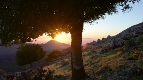 Sun shining through tree branches at sunset Stock Footage 289139525