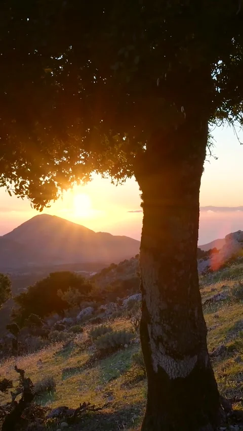 Sun shining through tree branches at sunset Stock Footage 290449194