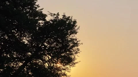 Sun shining through tree branches at sunset Vidéo 315357352