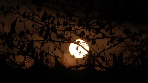 Sun shining through tree branches at sunset or sunrise in natural atmosphere. Stock Footage 335521791