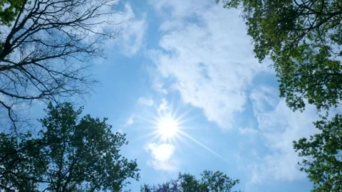 Sun shining through tree branches in summer Vídeo Stock 336845665