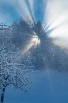 Sun shining through tree branches and fog casting long rays of light Stock Photos