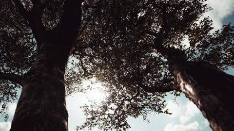 Sun shining through tree branches Stock Photos