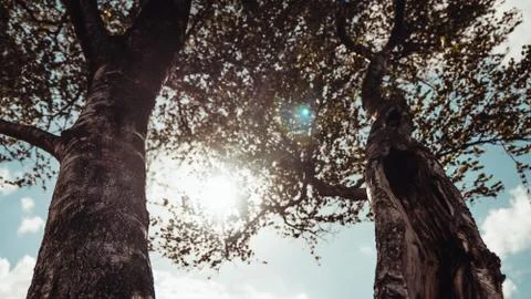 Sun shining through tree branches of an old tree Stock Photos