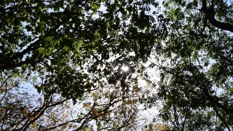 Sun shining through the Tree with breeze summer in the daylight Stock Footage 117102060