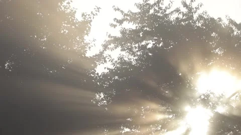 Sun shining through a tree during a misty morning Stock Footage 166304963