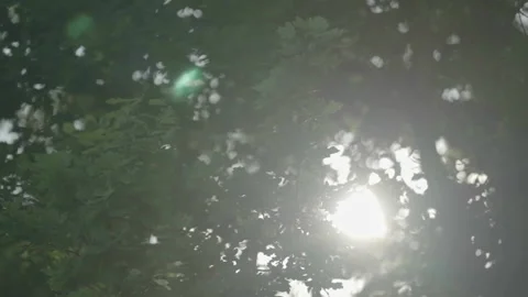 Sun shining through tree foliage Video stock 345717649