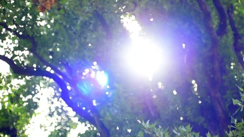 Sun shining through tree Stock Footage 109611551