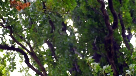 Sun shining through tree Stock Footage 109612110