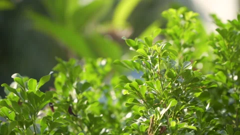 The sun shining through a tree Video stock 147836033