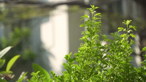 The sun shining through a tree Stock Footage 147836086