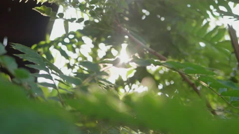 Sun Shining Through The Tree Vídeo Stock 157671948
