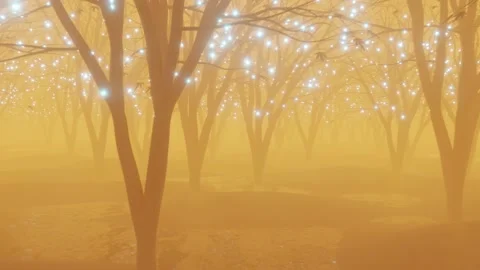 Sun shining through a tree Stock Footage 229499169