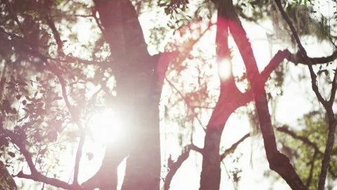 Sun shining through a tree Stock Footage 279854679