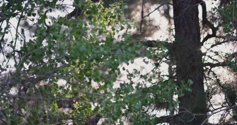 Sun shining through the tree in the forest Stock Footage 101214057