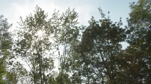 Sun Shining through the Tree/ Forest Vídeos de archivo 144609008