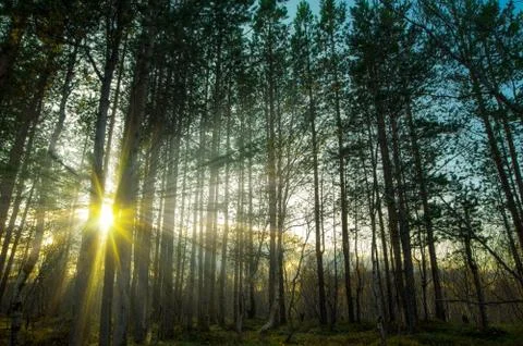 Sun shining through tree in forest Foto stock